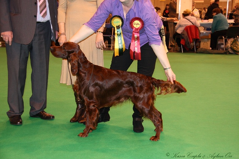 Crufts2011_2 209.jpg